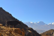 Syangboche at Upper Mustang Trekking