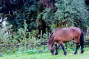 Grazing Horse on the way to Mardi