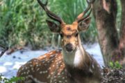 Deer at Chitwan National Park Nepal